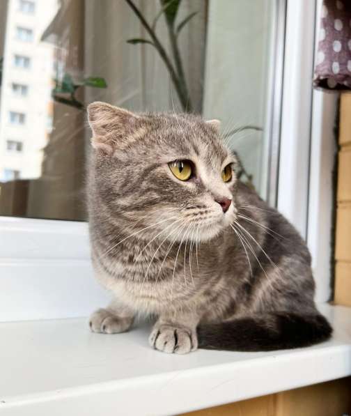 Вислоухая кошечка Энни в добрые руки в Москве фото 7