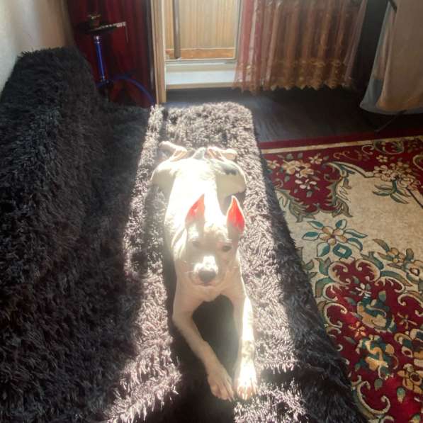 Продается стаффорширский терьер