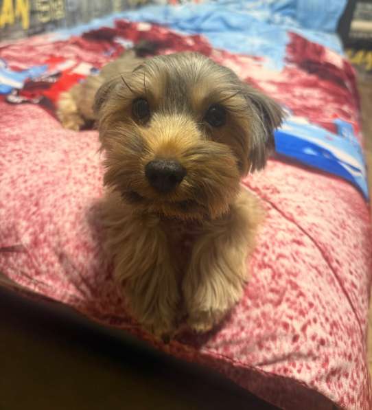 Йоркширский терьер