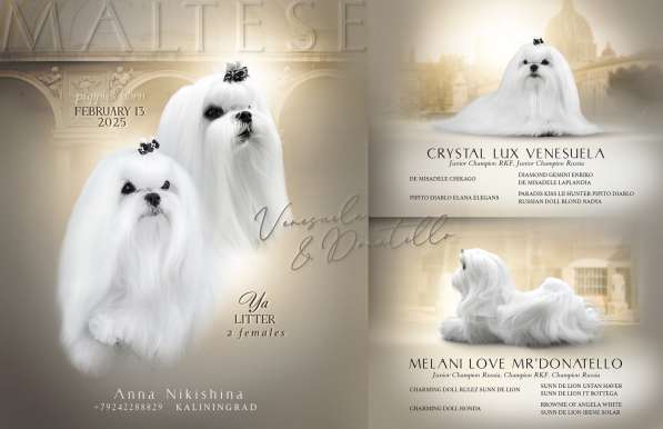 Мальтезе девочка