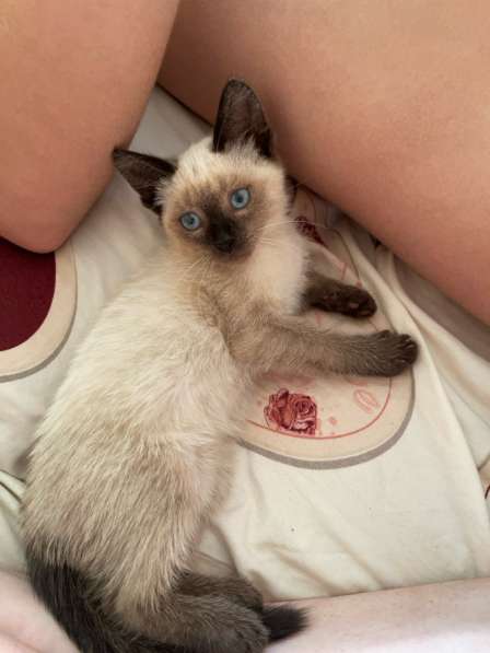 Продам сиамского котенка