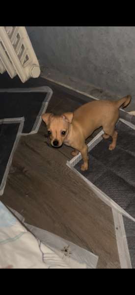 Щенок в Смоленске