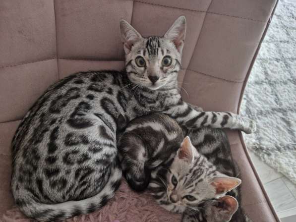 Бенгальские котики в фото 3