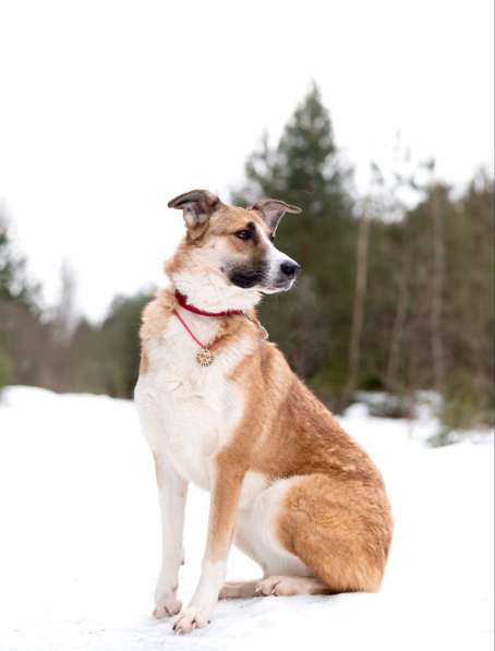 Матильда из мультфильма ищет дом в Москве фото 5