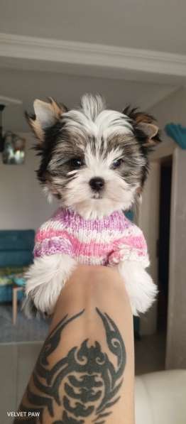 Мини девочка Бивер в фото 5