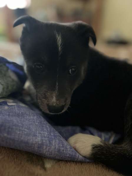 Отдам щенка в добрые руки. Беспородная в Екатеринбурге фото 3