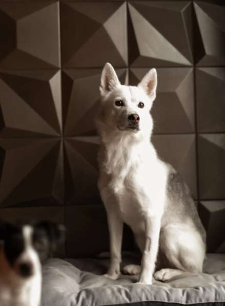 Маленькая белая собачка Белка в дар в Москве фото 4