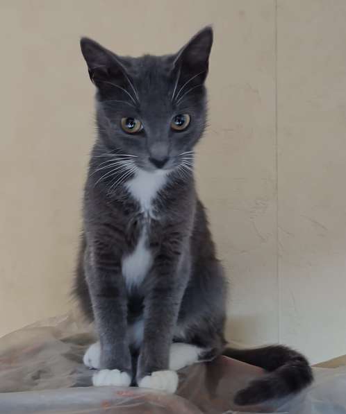 Ласковая Эльфи в фото 3