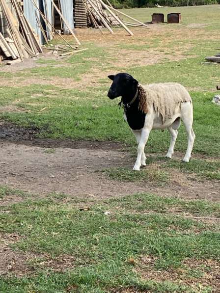 Дорпер Калинградский