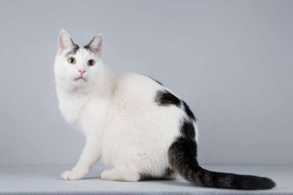 Котейка Андрейка ищет доброе сердце в Москве фото 3