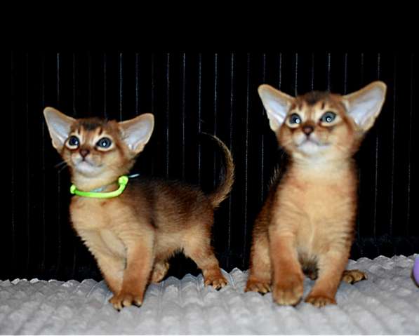Абиссинские котята в Москве фото 4