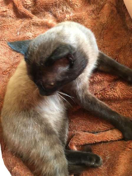 Кот тонкинез