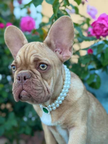 Щенки французского бульдога