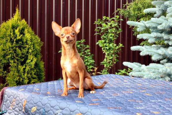 Красивые щенки Чихуахуа мальчики и девочки в Москве фото 7