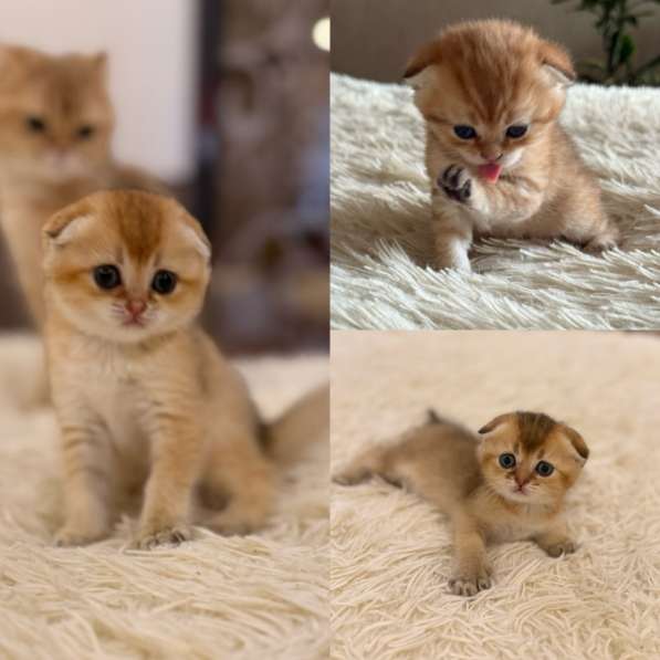 Шотландские котята