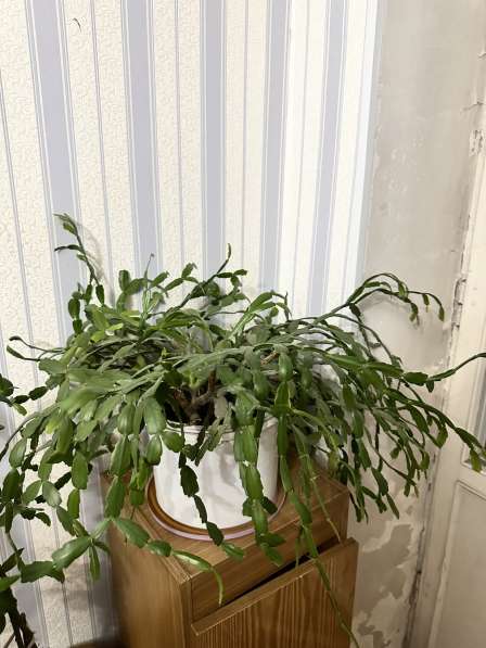 Цветы Декабристь