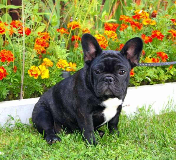 Подрощенные девочки (РКФ) в Москве фото 3