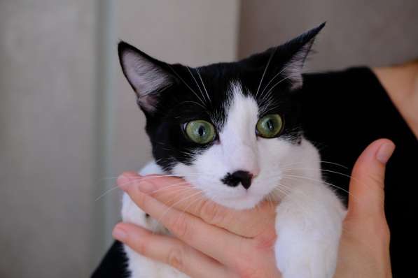 Багира в фото 17