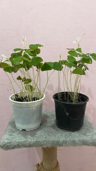 Растение Кислица зеленая