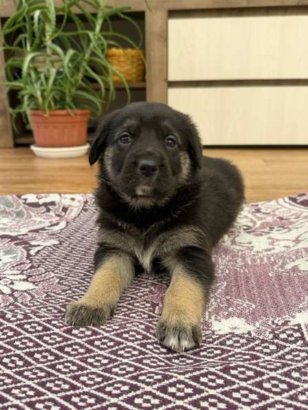 Щенки, отдаем даром, в добрые руки