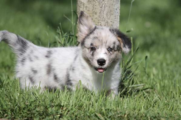 Вельш корги кардиган в Москве фото 7