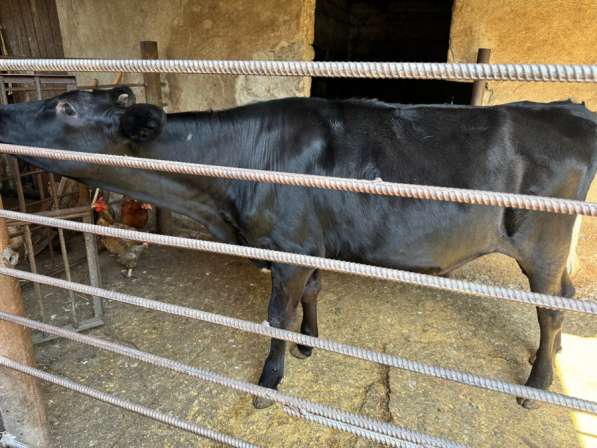 Продается в Владикавказе