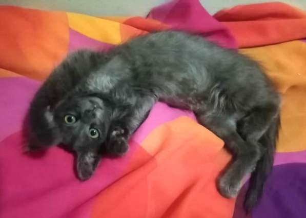 Котенок в добрые руки. Ласкушка Кирюша в Москве фото 21