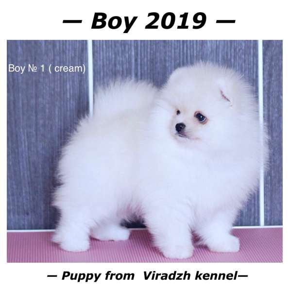 Щенки померанского шпица