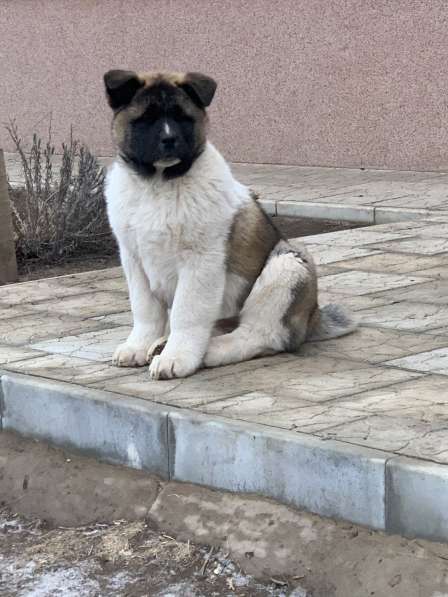 Акита в Ростове-на-Дону фото 101