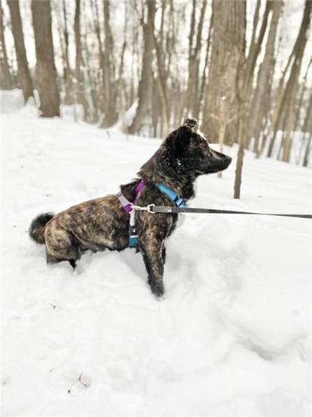 Некрупный красивый мальчик Харви в добрые руки в Москве фото 14