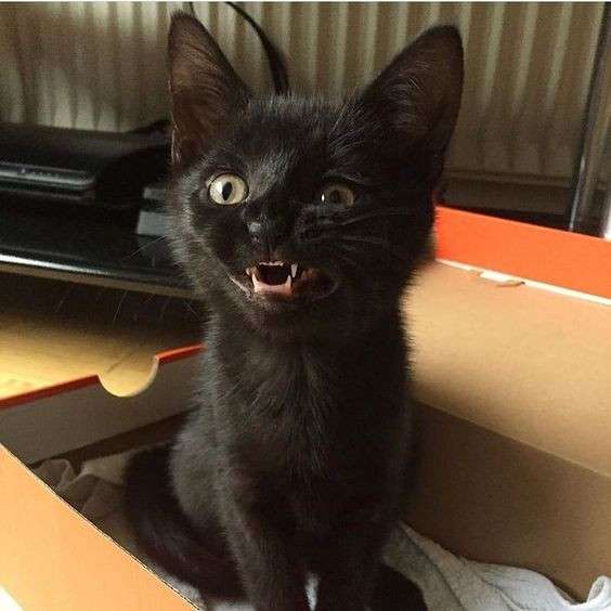 Отдам котят. Севастополь в Севастополе