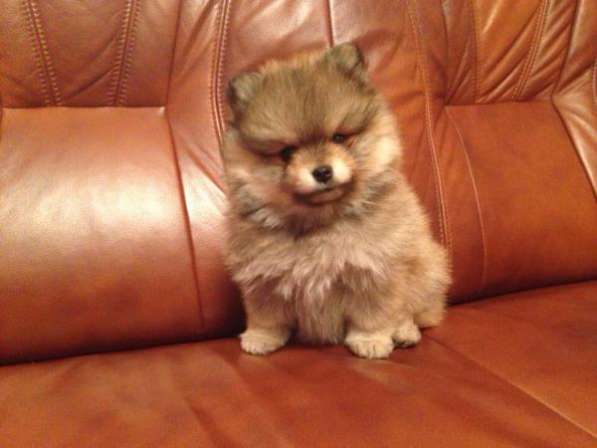 Щенок померанского шпица в Санкт-Петербурге фото 4