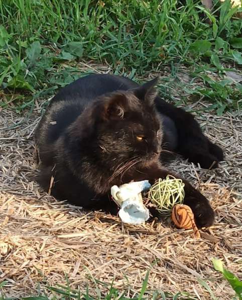 Воспитанный златоглазый котофей в Санкт-Петербурге фото 21