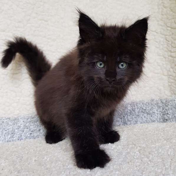 Котёнок мейн-кун в Москве фото 8