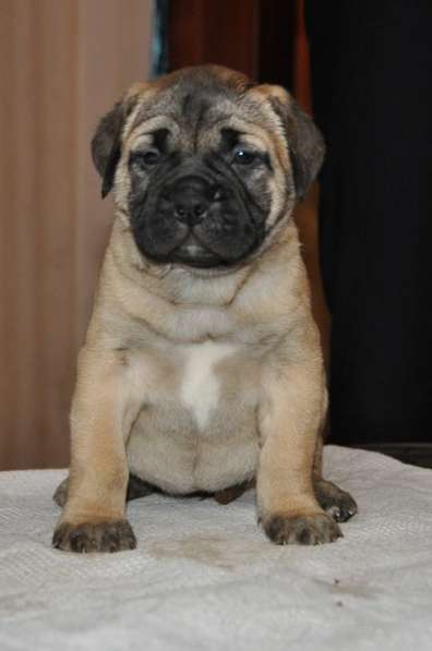 Бульмастифы в Екатеринбурге в Екатеринбурге фото 13