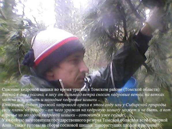 Таёжный подрядчик к Вашим услугам в Томске