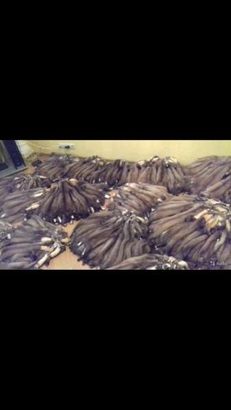 Продам шкуры лесной куницы в количестве 450шт в Иванове