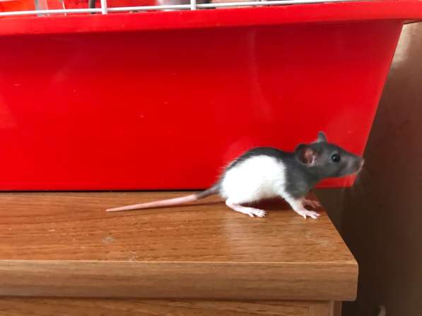 Крысята в Самаре фото 4