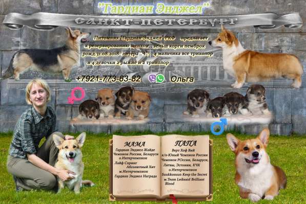 Щенки вельш корги пемброк в Санкт-Петербурге
