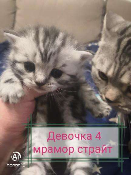 Шотландские котята продажа в Пензе фото 15