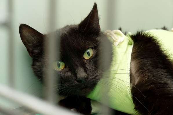 Зеленоглазая кошечка Магнезия в Москве