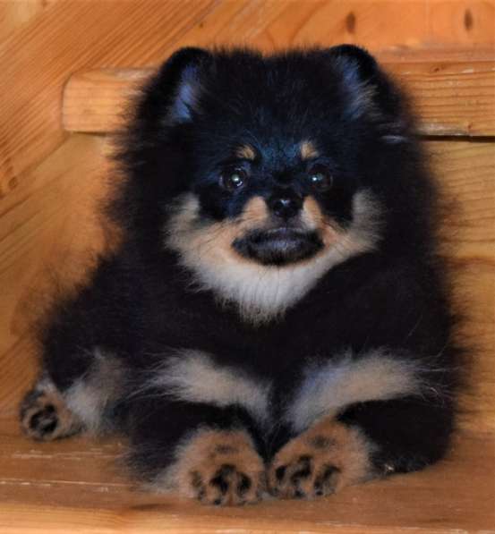 Красавчик в Москве фото 5