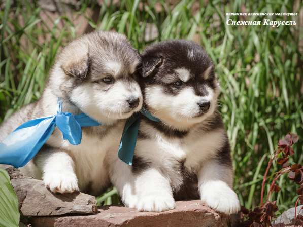 Аляскинские маламутики в Уфе фото 7