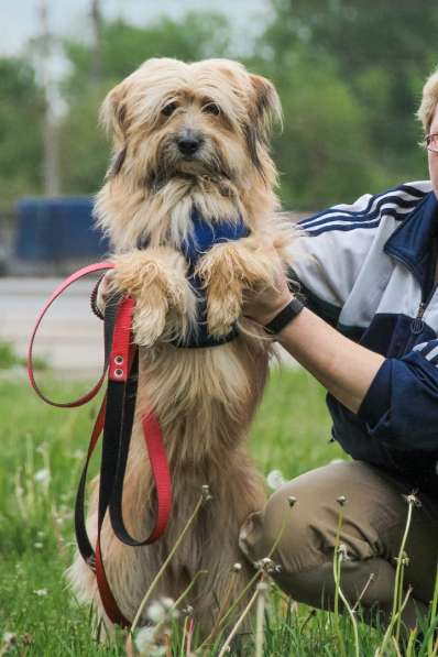 Длинношерстный красавец-пёс ищет дом в Санкт-Петербурге фото 9