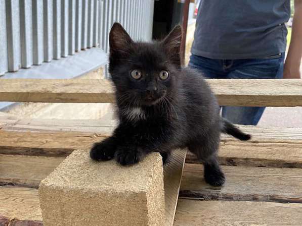 Очаровательные трогательные крохи-котята ищут дом в Москве фото 5