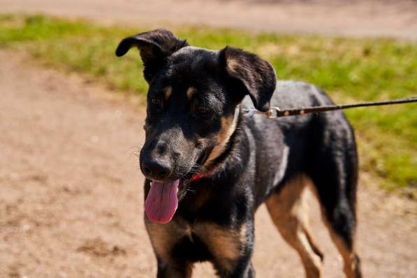 Щенок мальчик ищет дом в Санкт-Петербурге фото 3