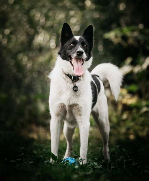 Красивый пёс Рэнди в добрые руки! в Москве фото 18