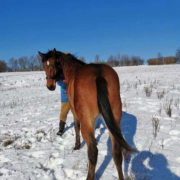 Продажа лошади в Зеленограде фото 3