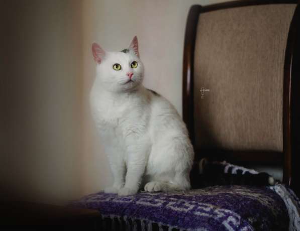 Чудо кошка в добрые руки в Санкт-Петербурге