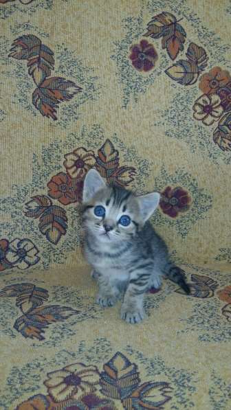 Подарю котят в Ростове-на-Дону фото 6